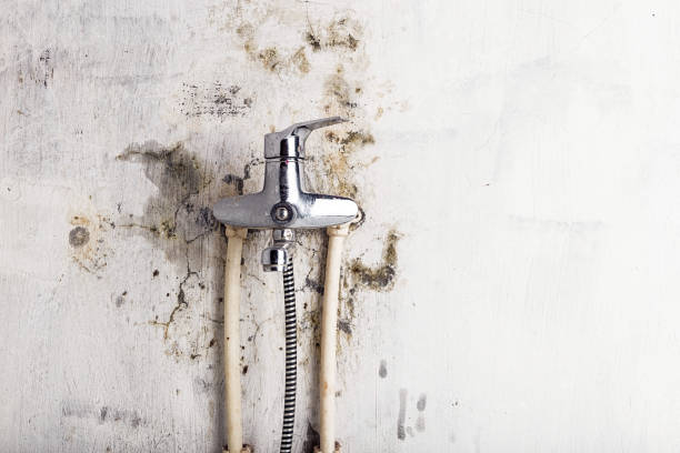 Best Black Mold Removal  in Window Rock, AZ