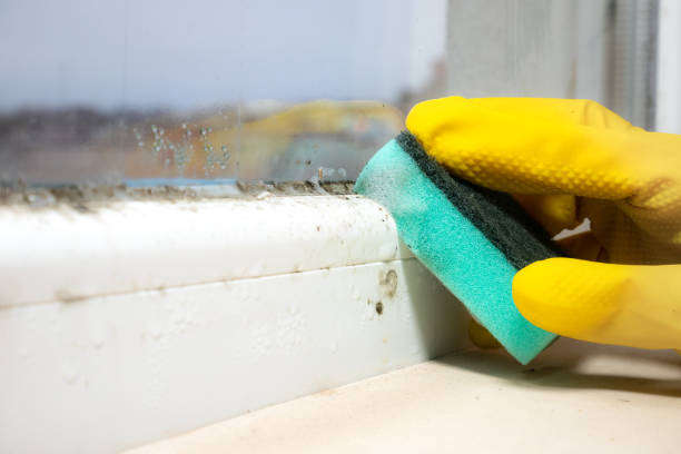 Best Attic Mold Removal  in Window Rock, AZ