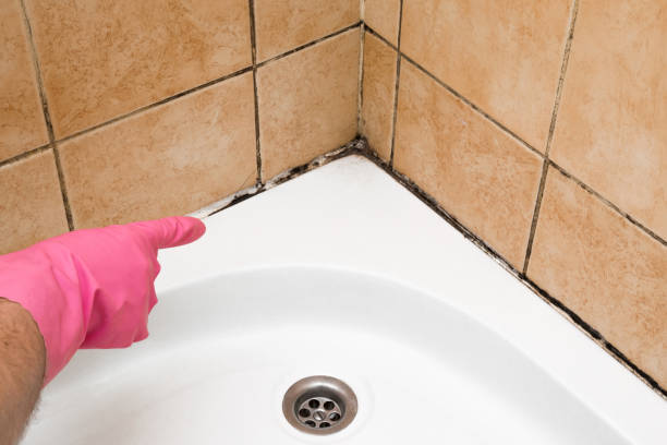 Best Attic Mold Removal  in Window Rock, AZ